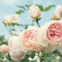 云南协美医院科普 胎儿胎动是否有固定规律？